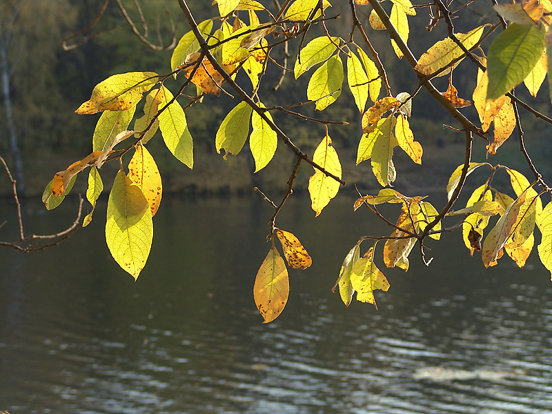 Image of Salix caprea specimen.