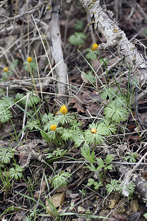 Image of Eranthis longistipitata specimen.