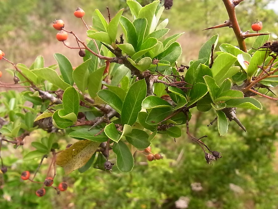 Image of Pyracantha coccinea specimen.