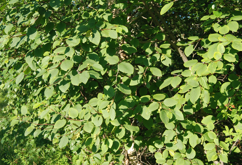 Image of Duschekia fruticosa specimen.