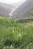 Allium stipitatum. Зацветающее растение на горном склоне. Таджикистан, Гиссарский хр., ущелье Сингисафат, 1500 м н.у.м. 29.04.2011.