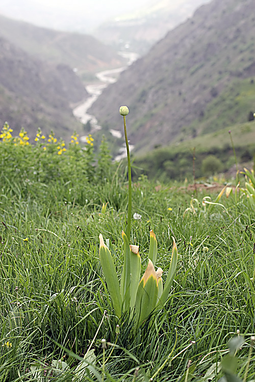 Image of Allium stipitatum specimen.