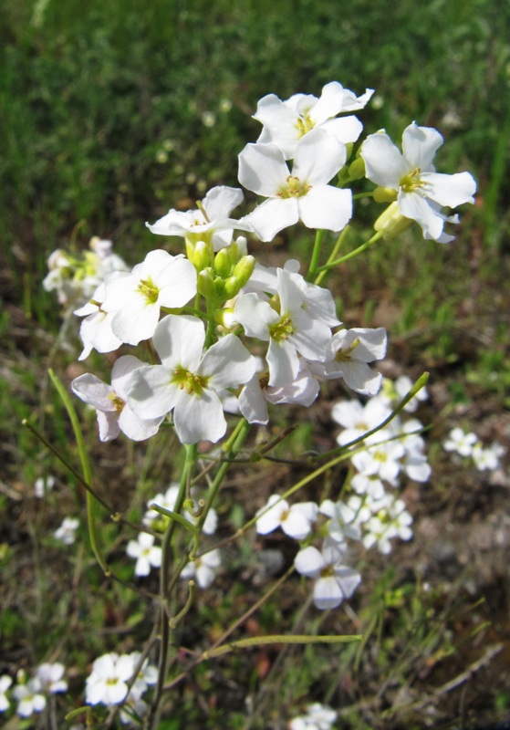 Image of Arabidopsis arenosa specimen.