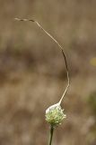 Allium longicuspis. Соцветие. Южный Казахстан, Верхний Боролдай. 11.07.2011.