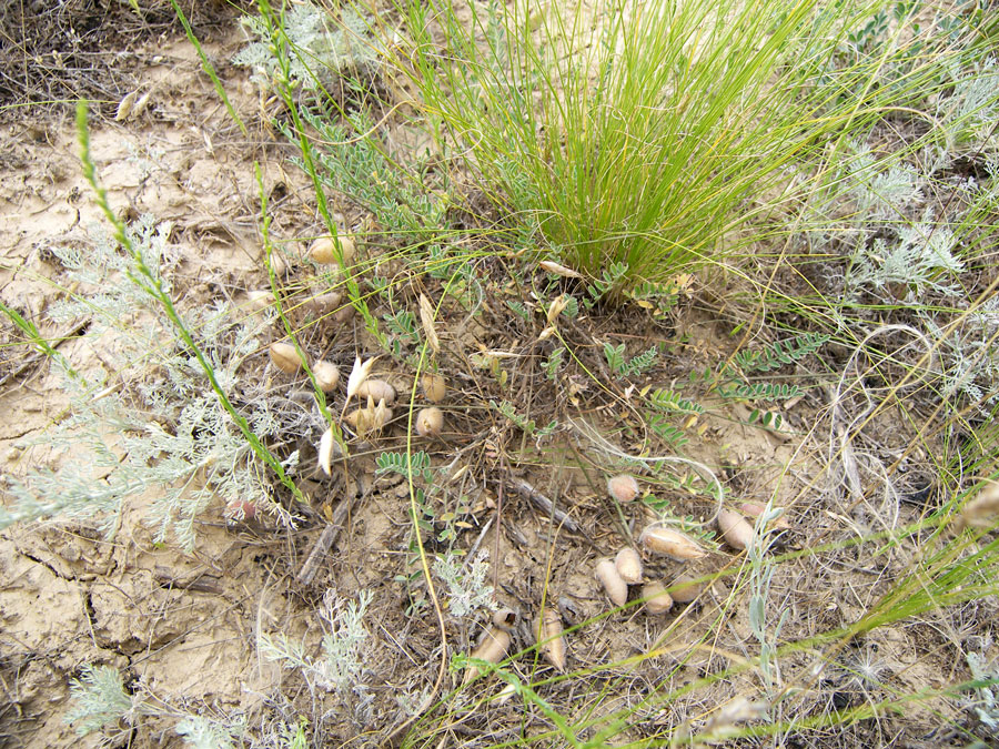 Image of Astragalus sytinii specimen.