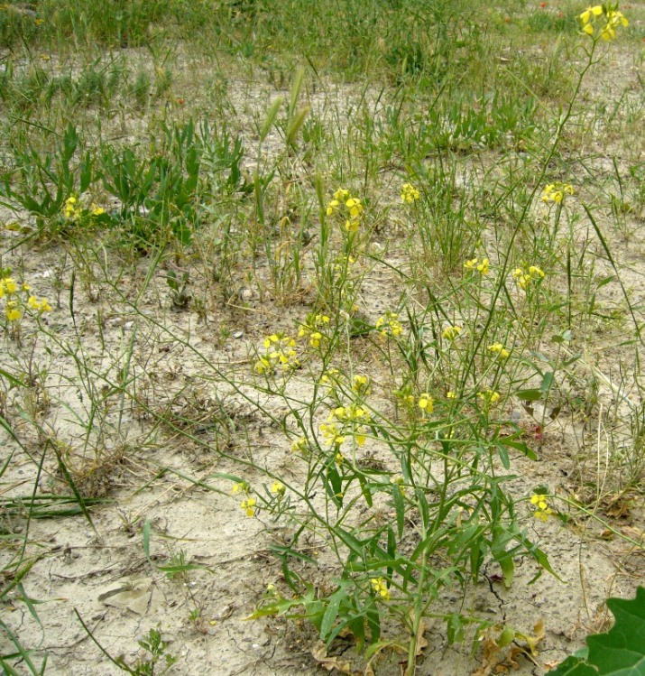 Изображение особи Sisymbrium septulatum.