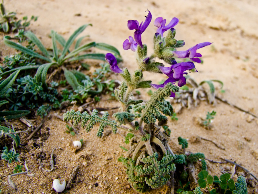 Изображение особи Salvia lanigera.