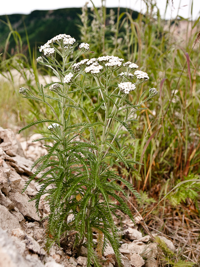 Image of Achillea camtschatica specimen.