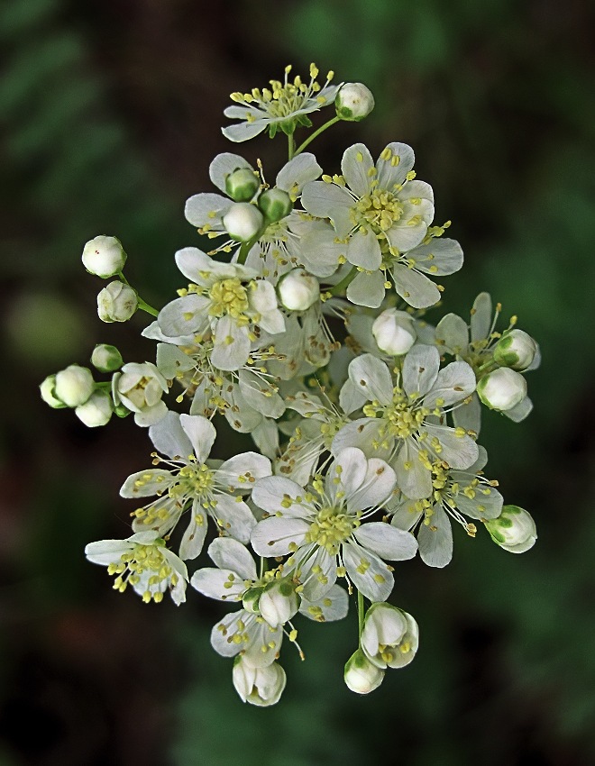 Изображение особи Filipendula vulgaris.