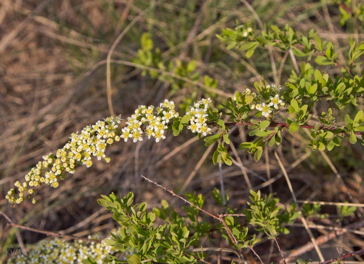 Изображение особи Spiraea hypericifolia.