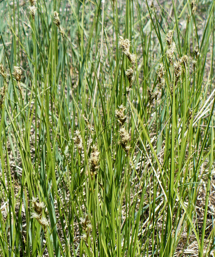 Image of Carex praecox specimen.