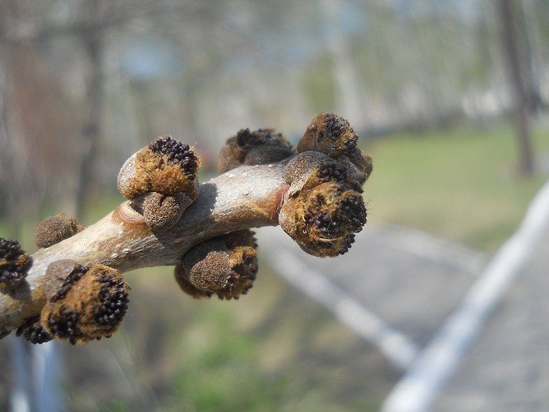 Изображение особи Fraxinus pennsylvanica.