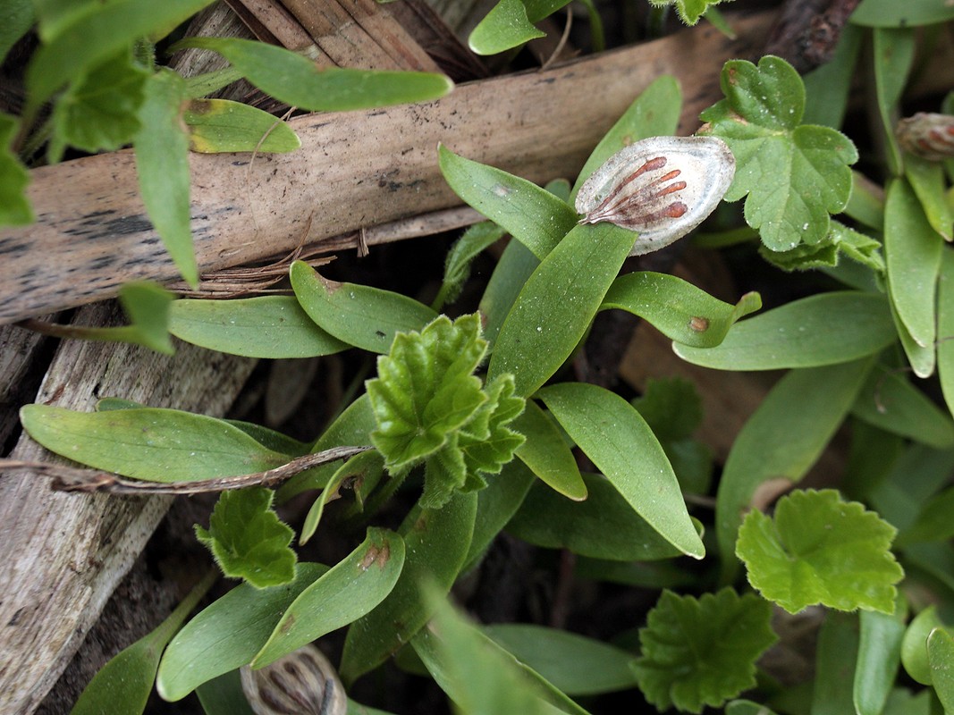 Image of Heracleum sosnowskyi specimen.