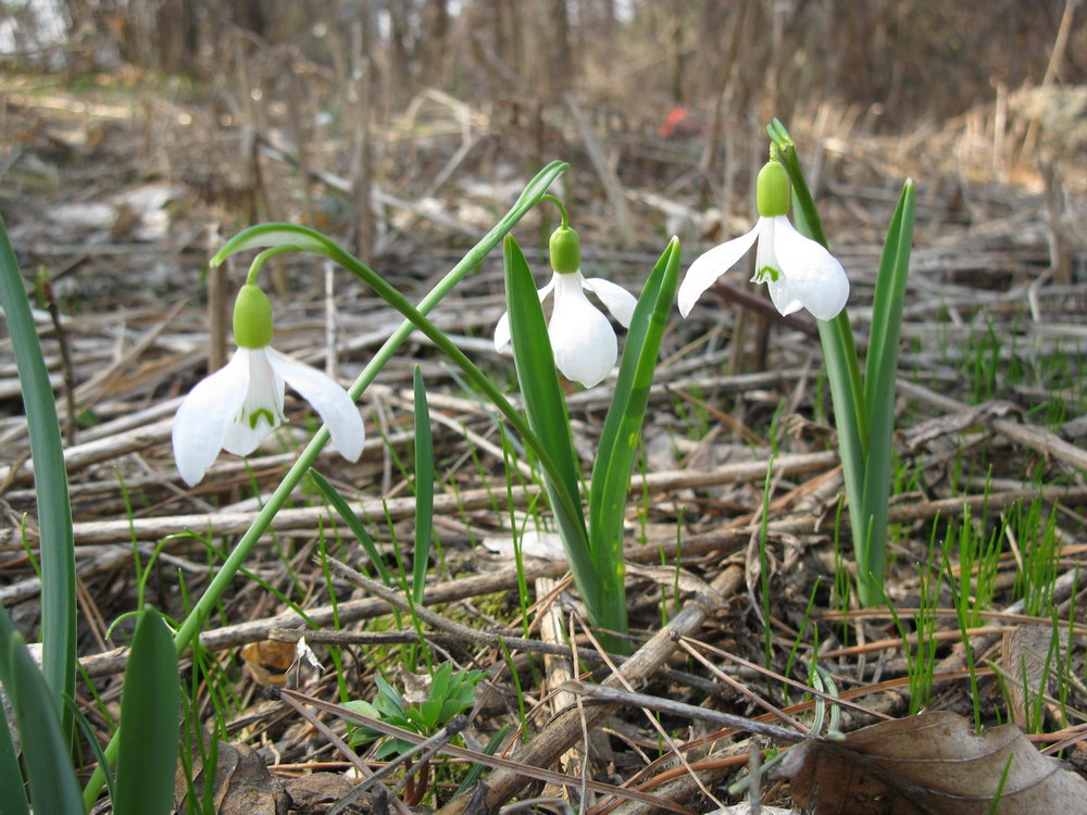 Изображение особи Galanthus alpinus.