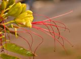 Caesalpinia gilliesii. Цветок. Израиль, Шарон, г. Герцлия, в культуре. 04.06.2012.