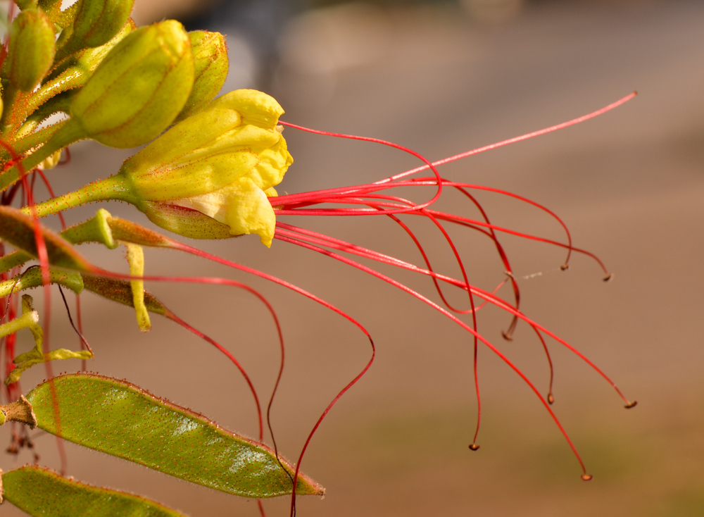 Изображение особи Caesalpinia gilliesii.