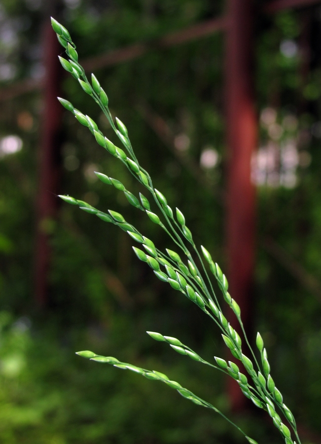 Image of Milium effusum specimen.