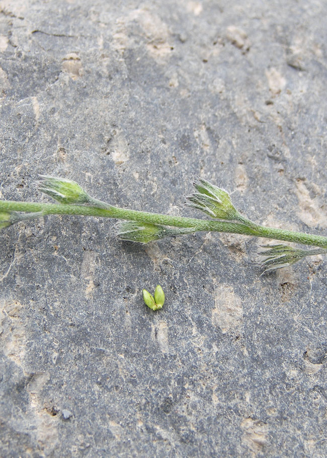 Image of Myosotis lithospermifolia specimen.