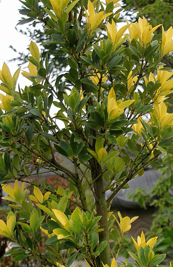 Image of Ilex integra specimen.