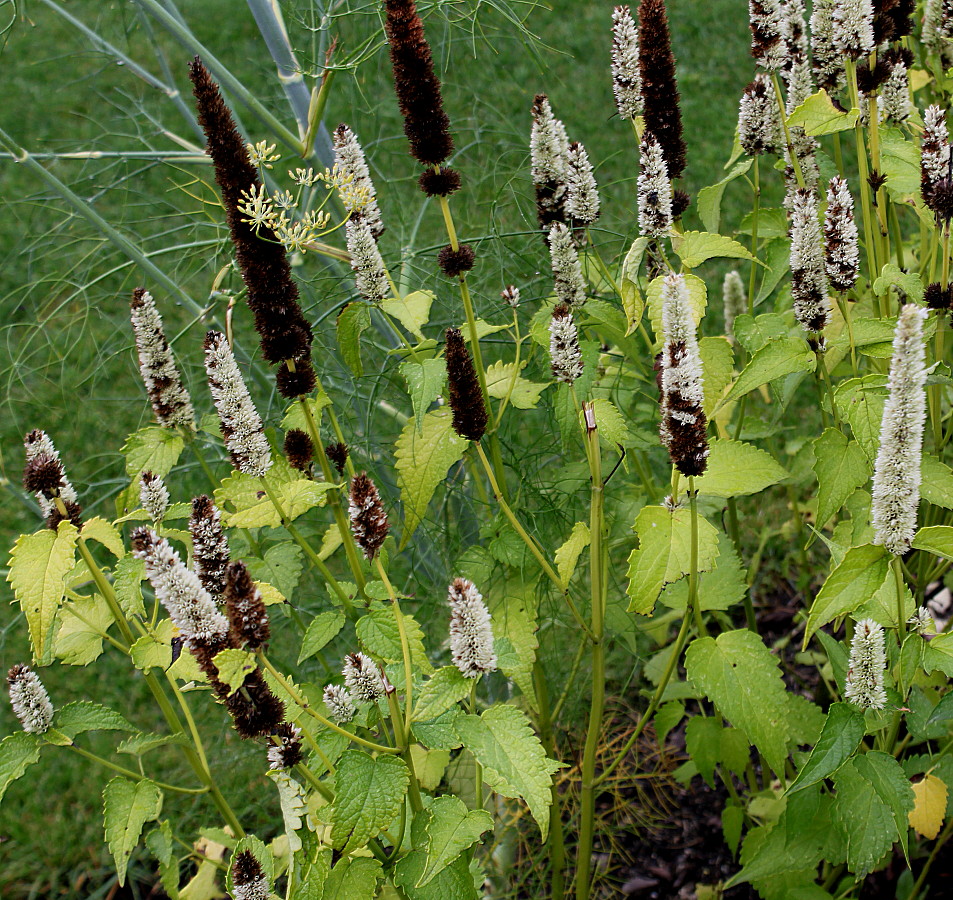 Image of Agastache rugosa specimen.