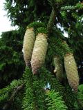 Picea abies. Ветвь с невызревшими шишками. Московская область, г. Кубинка, парк. 01.06.2012.