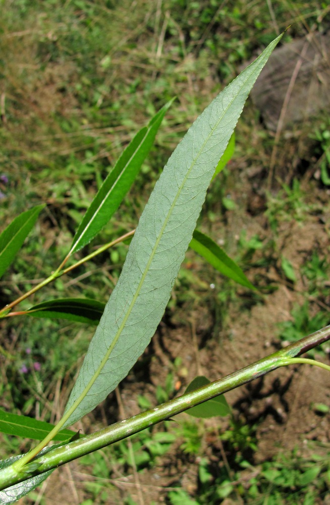 Изображение особи Salix acutifolia.