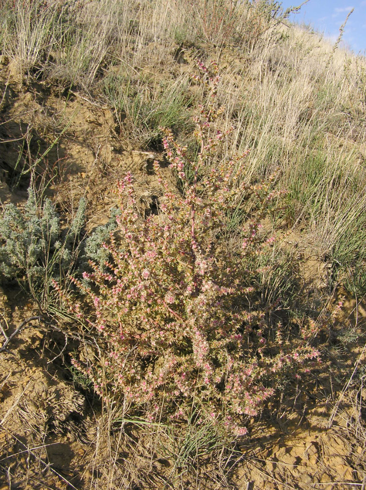 Image of Salsola tragus specimen.