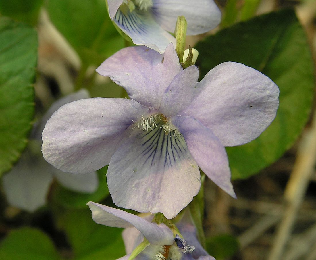 Image of Viola sacchalinensis specimen.