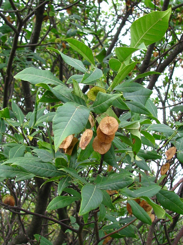 Изображение особи Ptelea trifoliata.