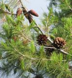 Pinus halepensis. Ветвь с шишками разного возраста. Монако, Монако-Вилль, сады Сен-Мартен, у спуска со Скалы. 19.06.2012.