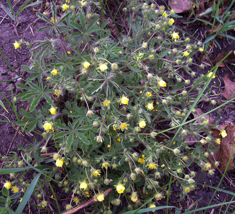 Изображение особи Potentilla heptaphylla.