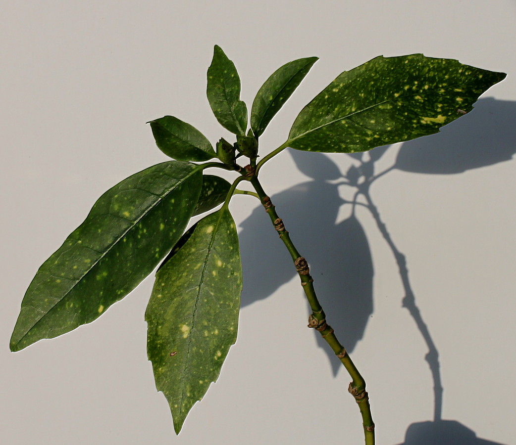 Image of Aucuba japonica specimen.