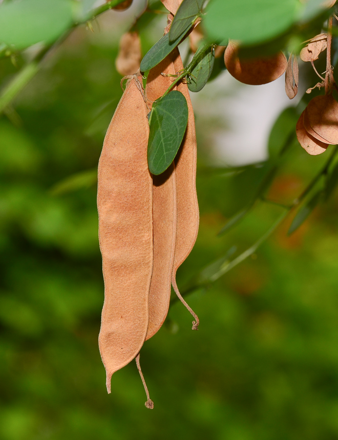 Image of Bauhinia tomentosa specimen.