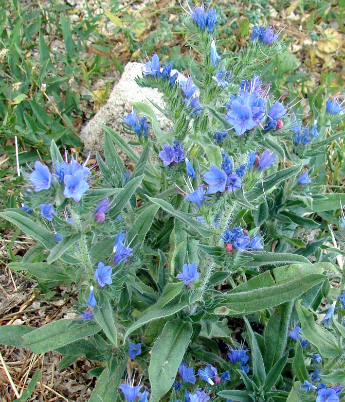 Image of Echium vulgare specimen.