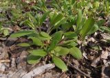 Myosotis sparsiflora