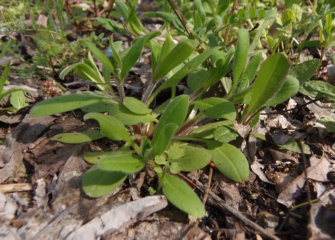 Image of Myosotis sparsiflora specimen.