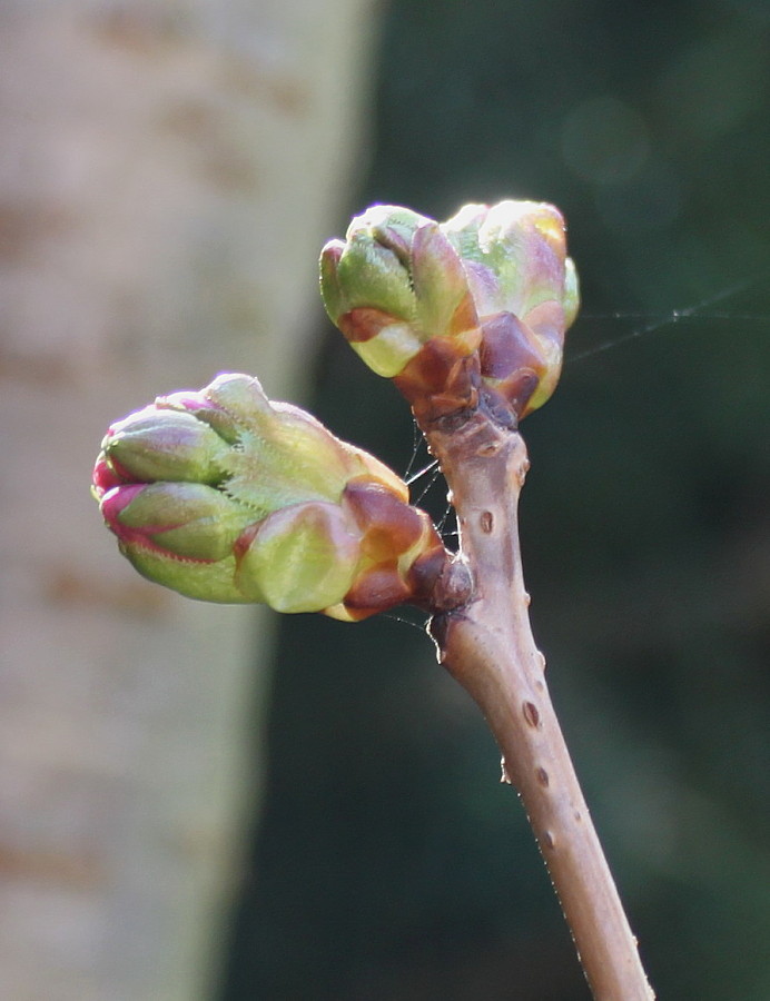 Image of Prunus serrulata specimen.