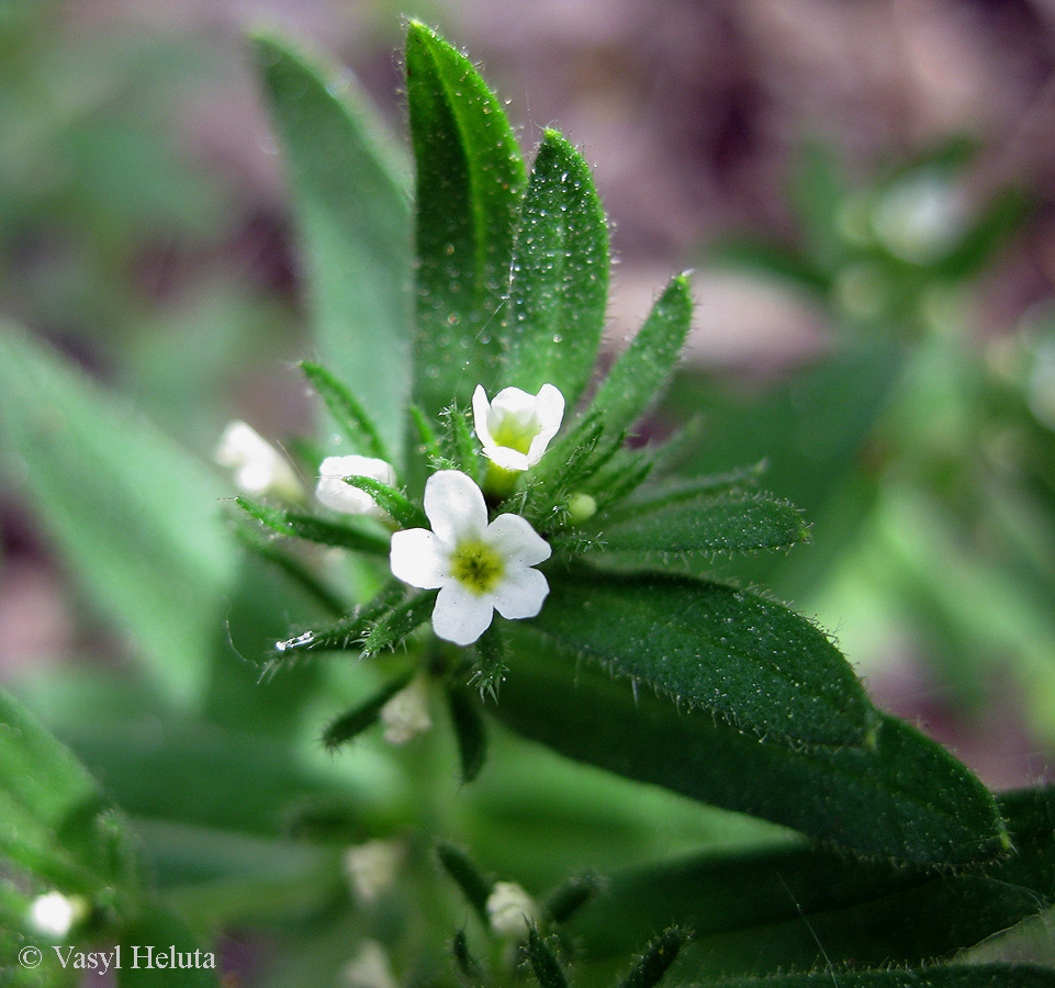 Image of Buglossoides rochelii specimen.