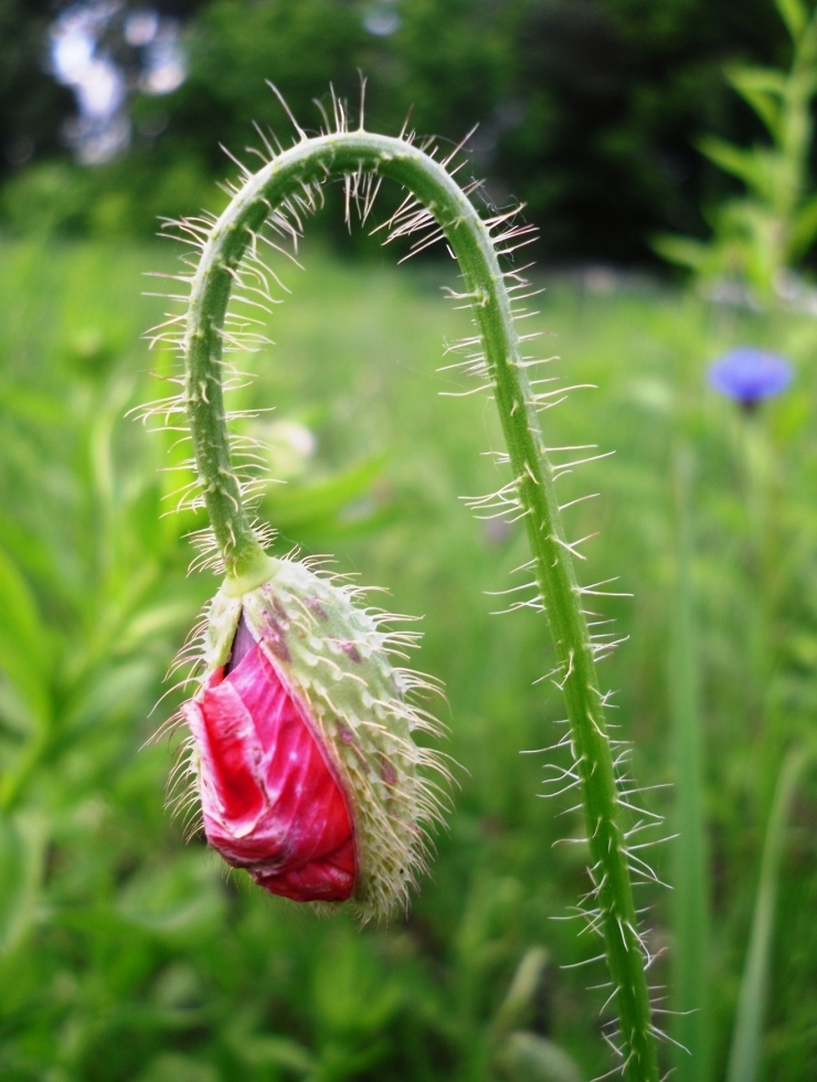 Image of Papaver rhoeas specimen.