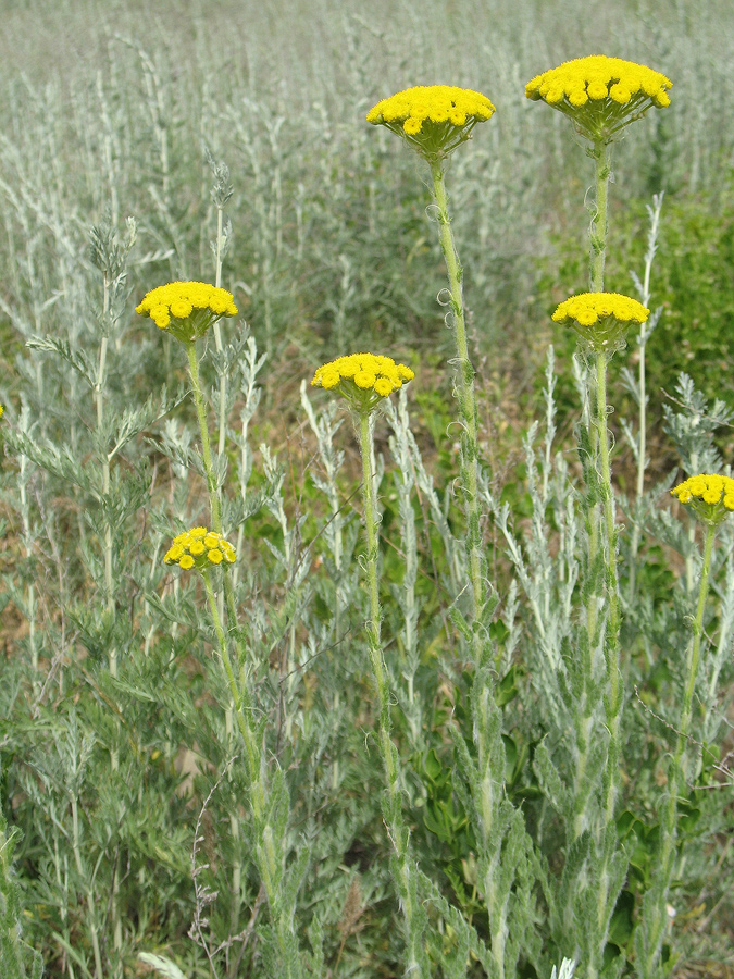 Image of Pseudohandelia umbellifera specimen.