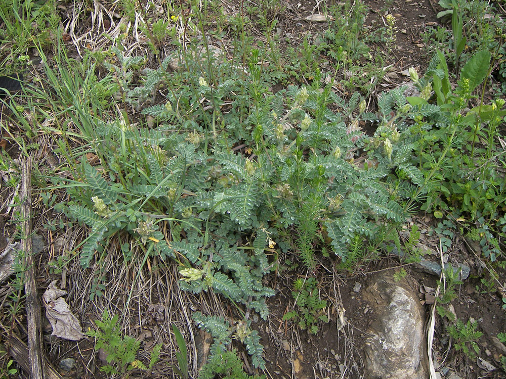 Image of Astragalus ciceroides specimen.