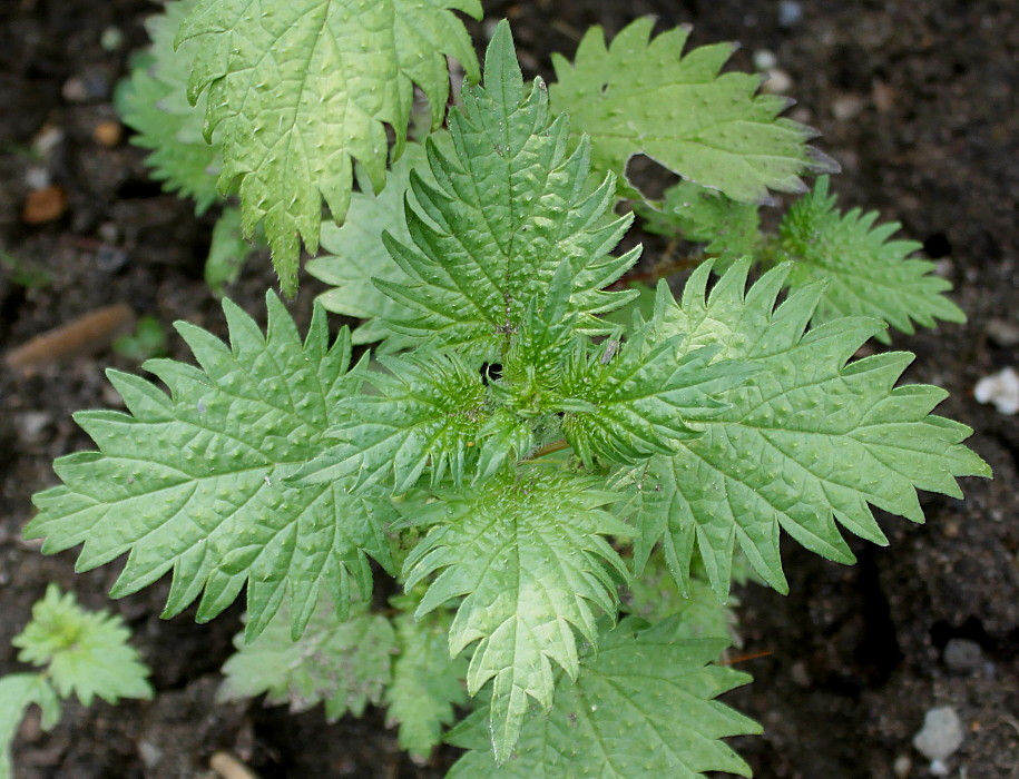 Изображение особи Urtica pilulifera.