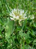 Trifolium repens