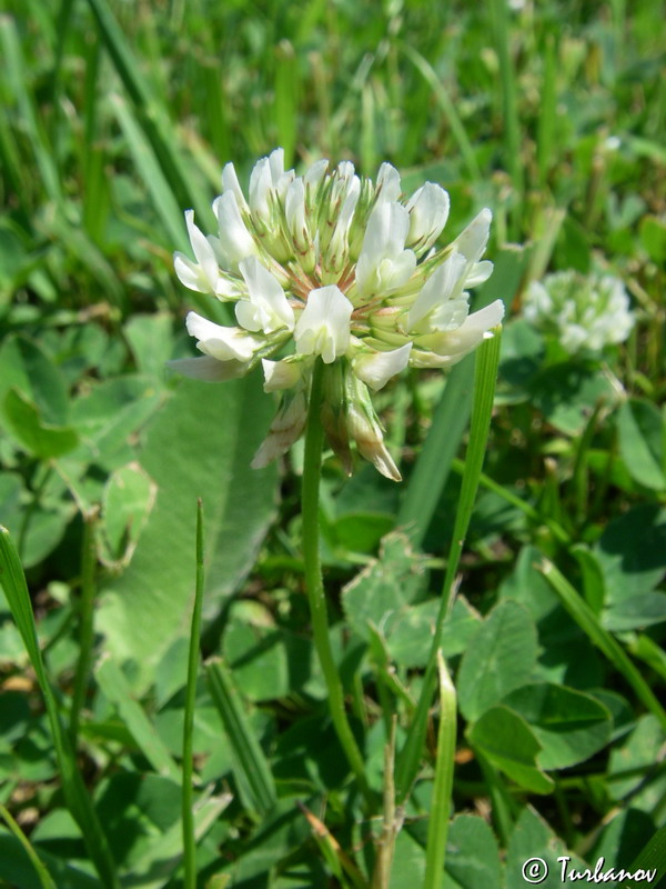 Image of Trifolium repens specimen.