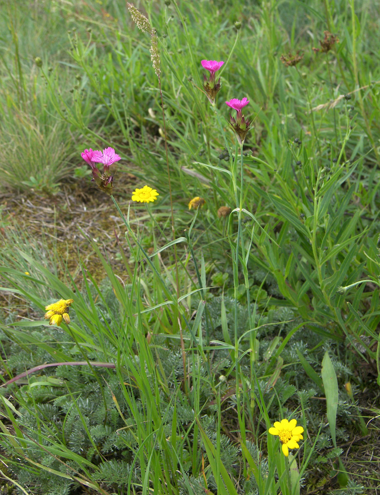 Image of Dianthus ruprechtii specimen.