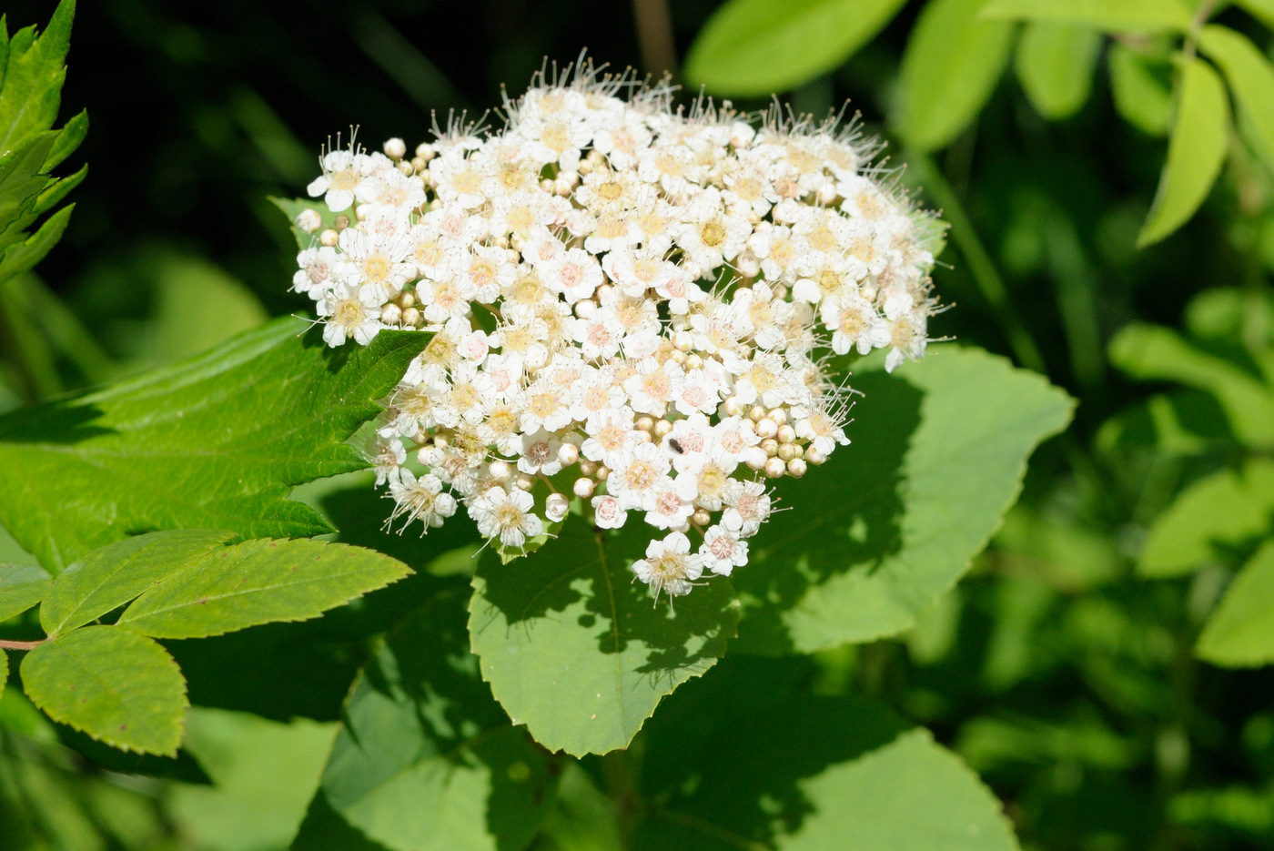 Изображение особи Spiraea betulifolia.