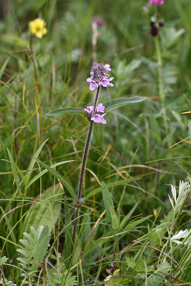 Изображение особи Stachys aspera.