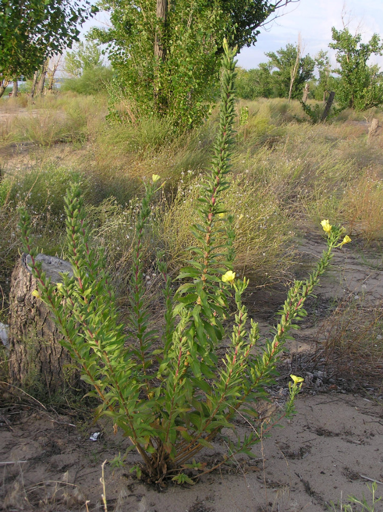 Изображение особи род Oenothera.