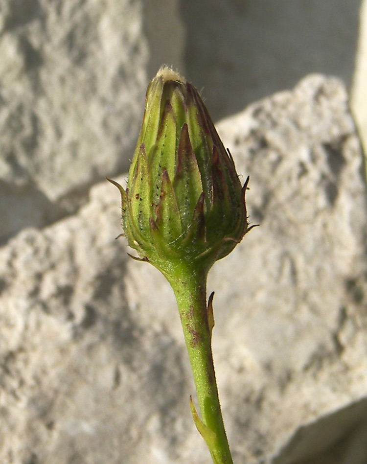 Изображение особи Hieracium robustum.