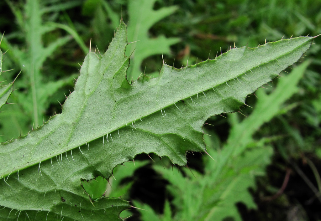 Изображение особи Cirsium palustre.